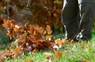 Fall lawn care raking leaves