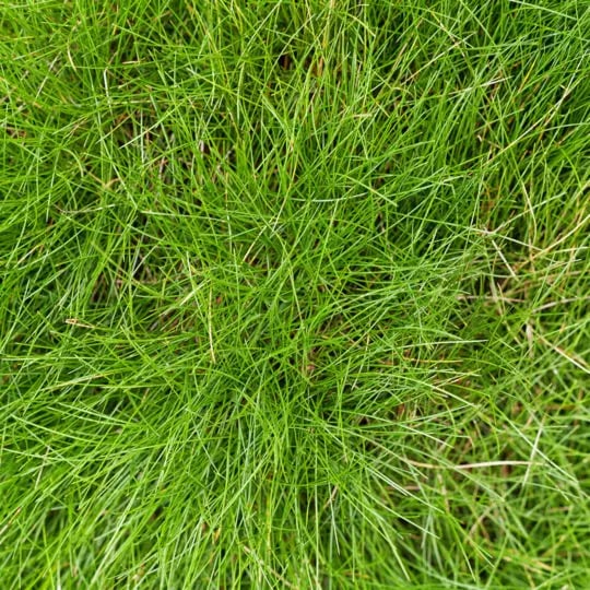 Thick grass new arrivals