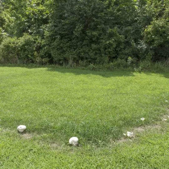 Fairy ring