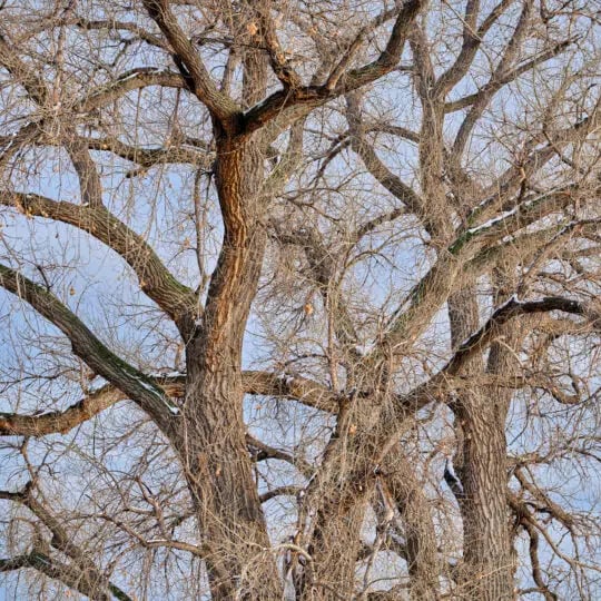 Is My Tree Dead Or Dormant?