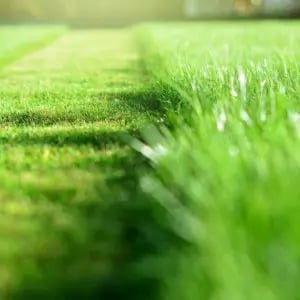 Green lawn