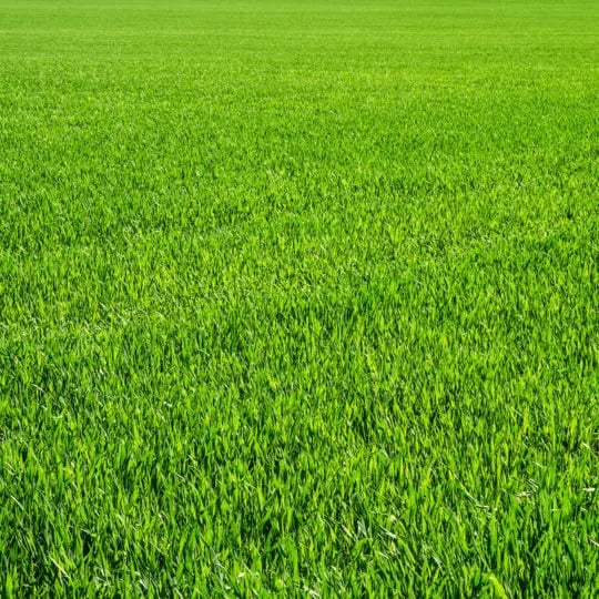 Chemlawn store