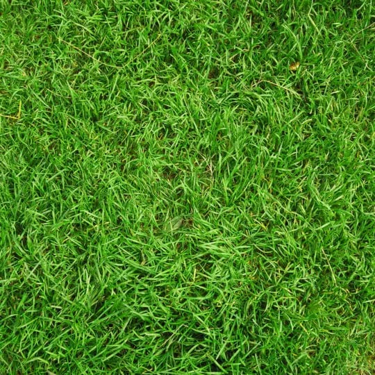 New grass care on sale