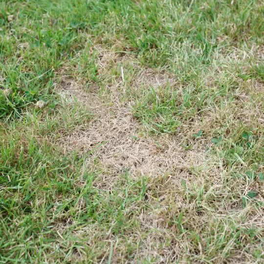 grass after drought