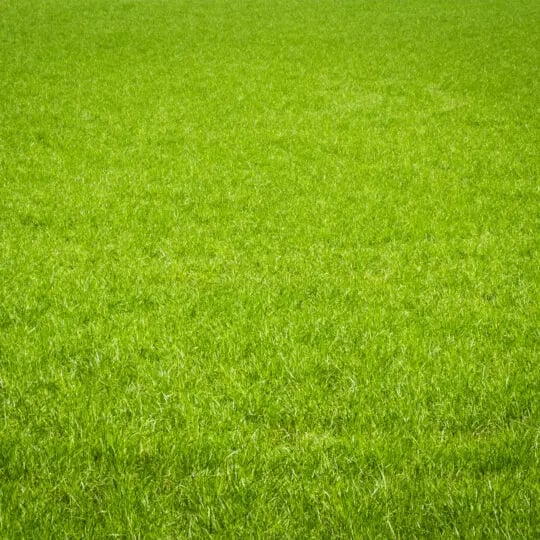 Field Grass - Light Green
