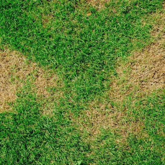 Why Is My Grass Turning Brown Despite Watering?