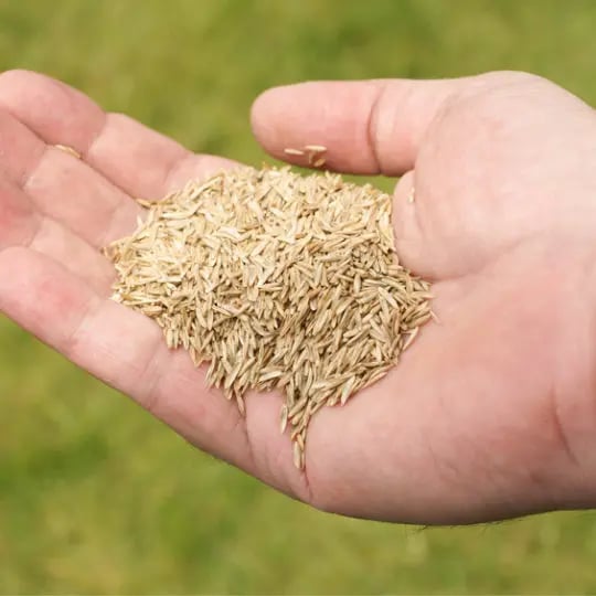 Grass seed