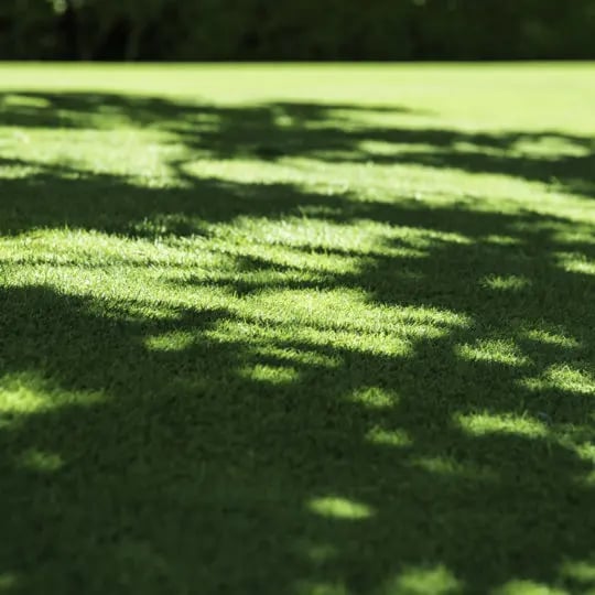 grass-shade