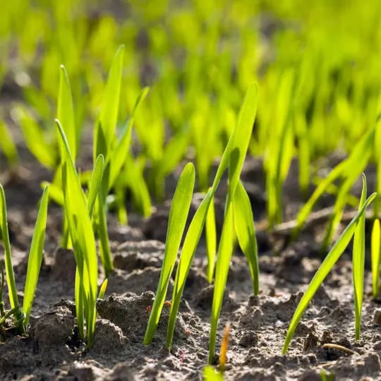 Keep New Grass Alive
