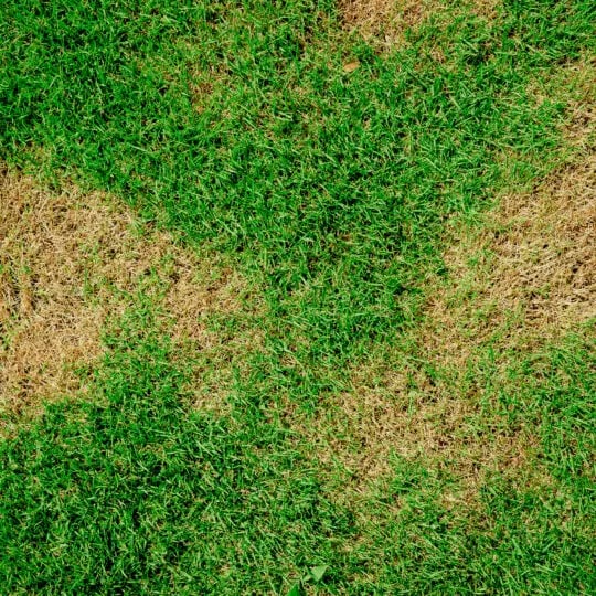 yellow spots in grass