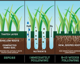 Aeration and Seeding Effects