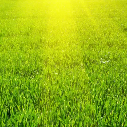 green-grass