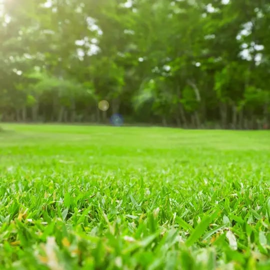 lawn care tips