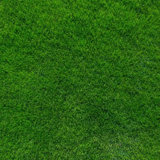green lawn