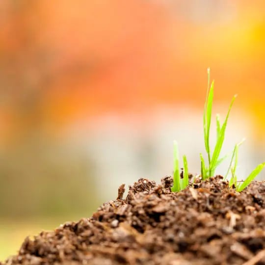growing grass