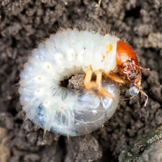 Grub