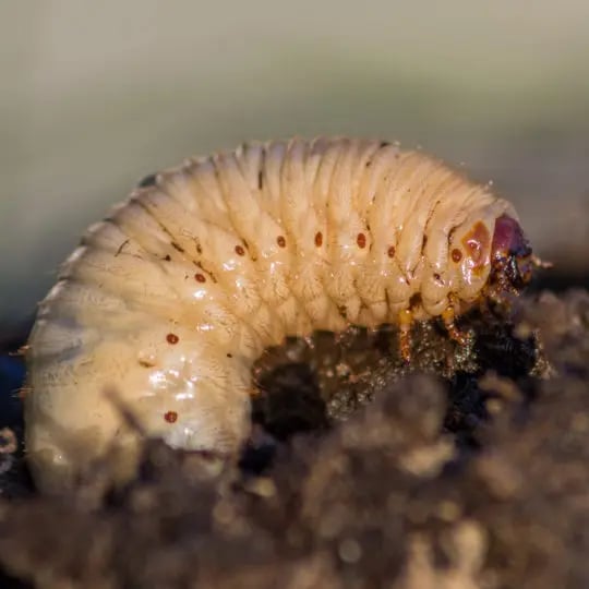 Why Grub Control Is Important in Pennsylvania - Green Lawn Fertilizing