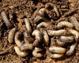 Group of White Grubs invading a lawn
