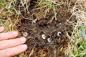 signs of grubs on lawn