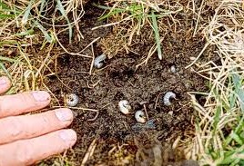 Grubs damage