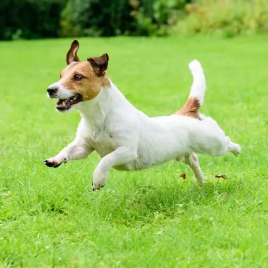 Mosquitoes Bite Dogs