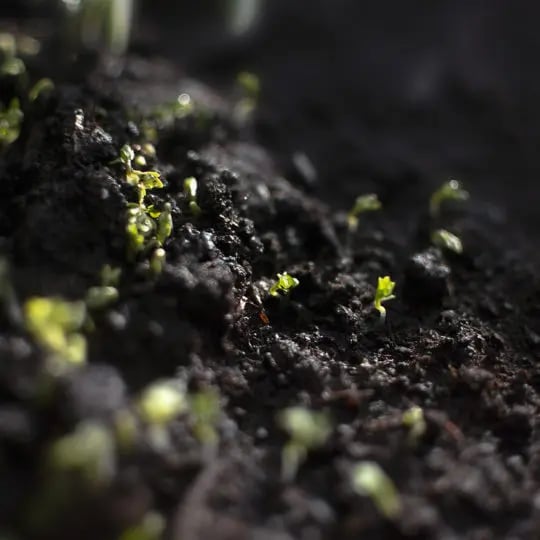 healthy-soil