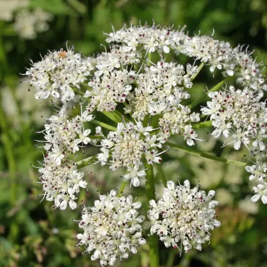 hogweed in Pennsylvania