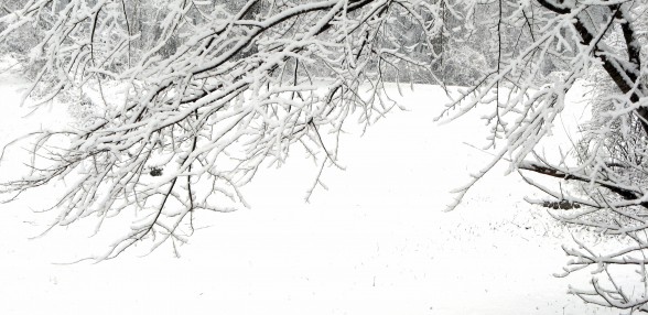 Winter Tree Protection