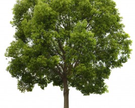 Tree and Shrub Care