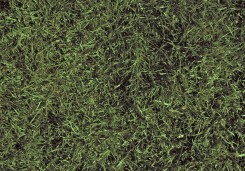 Turfgrass