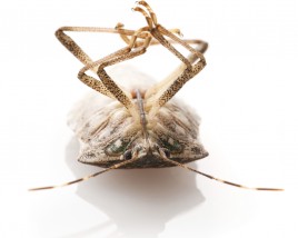 Stink Bugs are back in the mid-Atlantic states - Beware!
