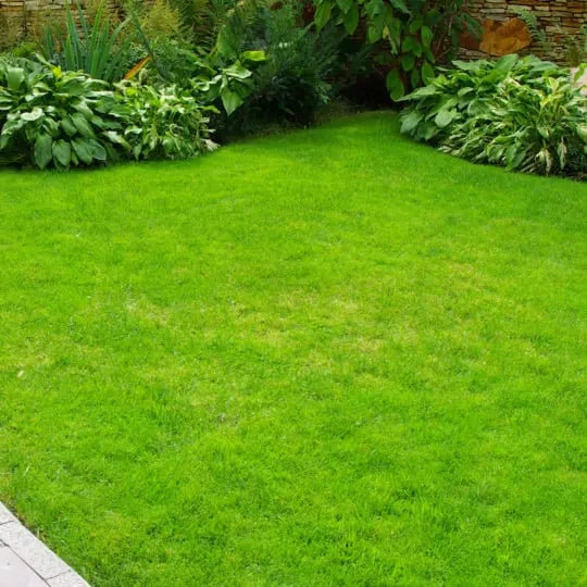 Trugreen lawn outlet