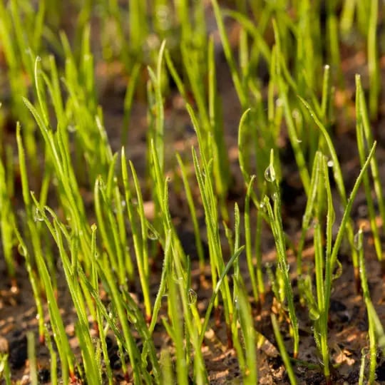 lawn-blades
