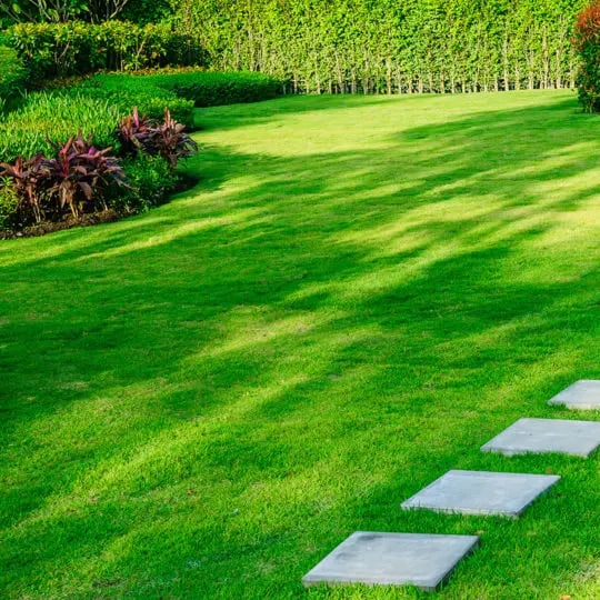 Lawn deals care company