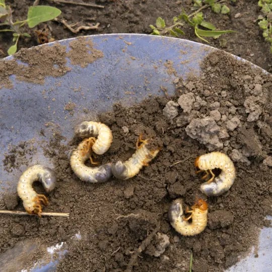 What to do if you found grubs