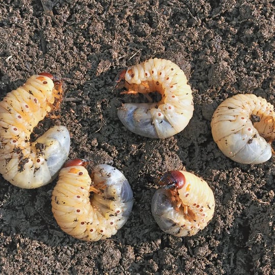grub's in the soil of a lawn