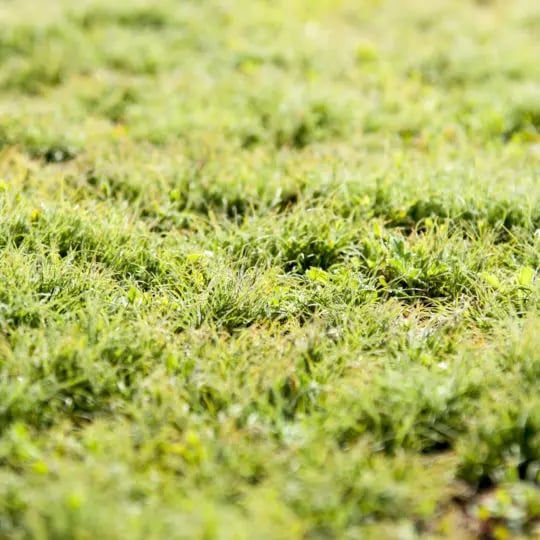 lawn-moss