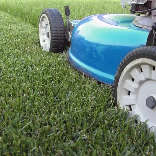 lawn-mower