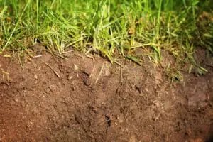 lawn soil