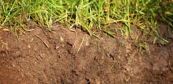 Test your Lawn's soil
