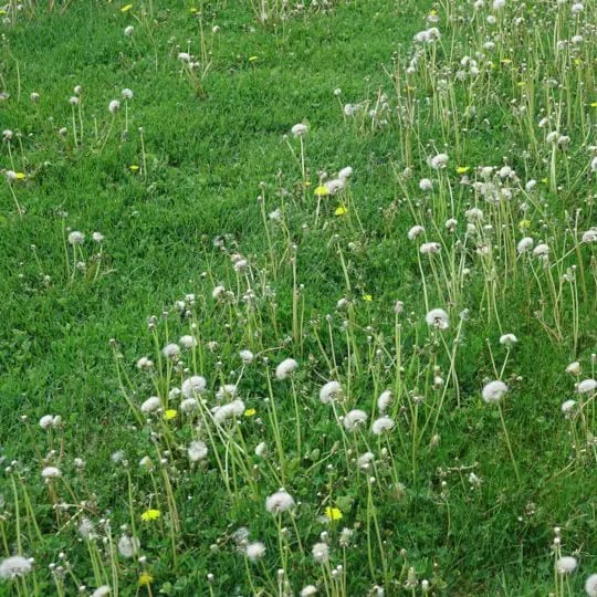 lawn with weeds