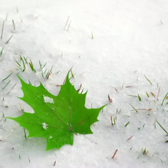 leaf on snow
