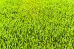 Grass light outlet