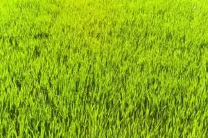 lime green grass
