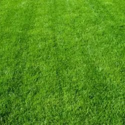 lime-helps-lawn-250x250_jpg-Dec-06-2023-05-34-02-7046-PM