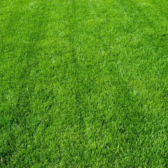How to Make Your Lawn Green and Thick
