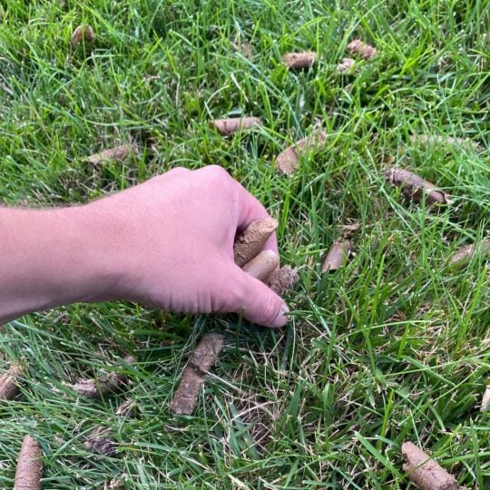 man picking up aeration cores