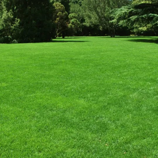Meadow
