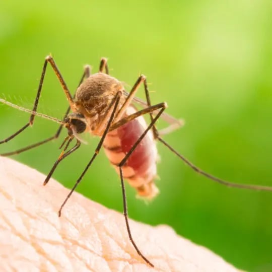 Mosquito Species