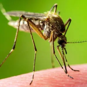 Mosquito